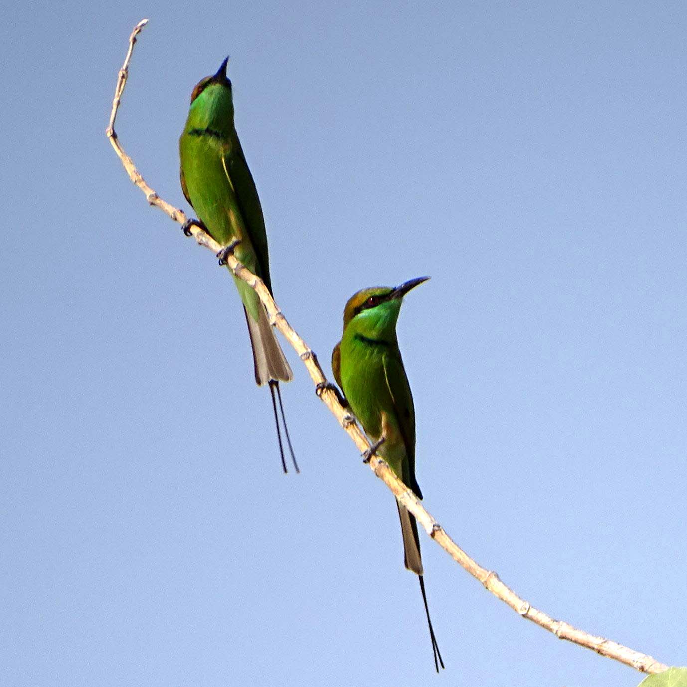 osian desert wild life, birds