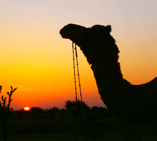 camel safari osian desert in Jodhpur